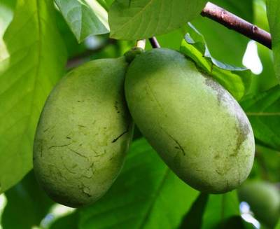 ASIMINA TRILOBA
